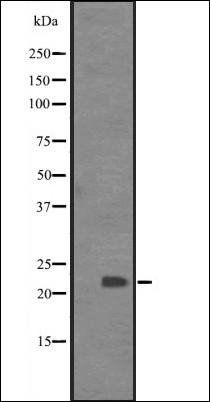 BCL7C antibody
