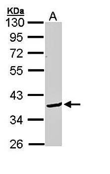 Bcl-2-like protein 12 antibody