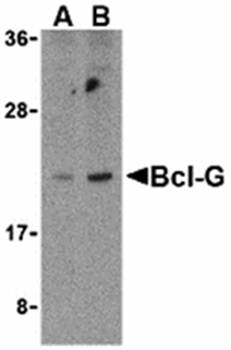 Bcl-G Antibody