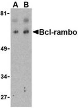 Bcl-rambo Antibody
