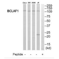 BCLAF1 antibody