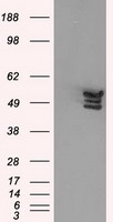 BCMA (TNFRSF17) antibody