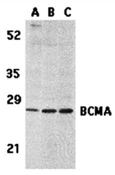 BCMA Antibody