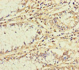 BCO1 antibody