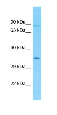 BCR-ABL1 antibody