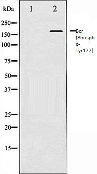 Bcr (Phospho-Tyr177) antibody
