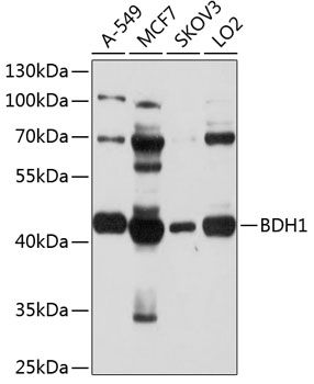 BDH1 antibody