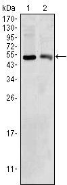 BDH1 Antibody