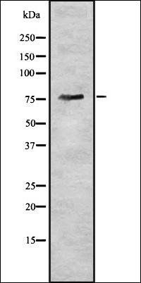 BDKRB2 antibody