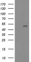 Beclin 1 (BECN1) antibody