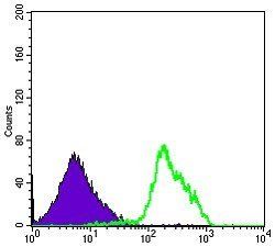 BECN1 Antibody