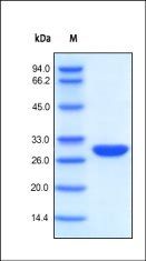 Nuclease DMF Filed Protein