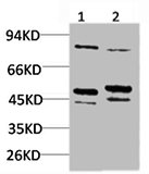 BEST2 antibody