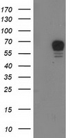 Bestrophin 3 (BEST3) antibody