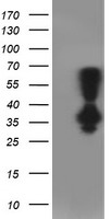 Bestrophin 3 (BEST3) antibody