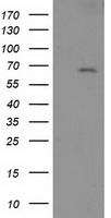 Bestrophin 3 (BEST3) antibody