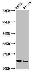 BET1 Antibody