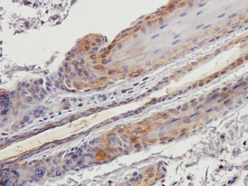 beta 2 Defensin antibody