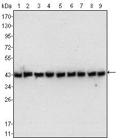 beta-Actin Antibody
