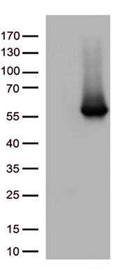 beta Arrestin 1 (ARRB1) antibody