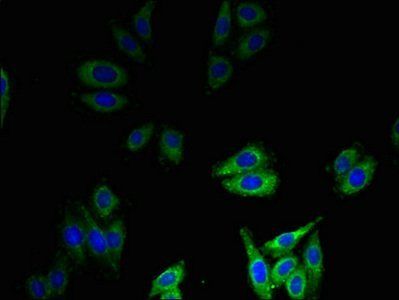 DEFB1 Antibody