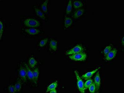 Beta-defensin 1 antibody