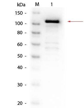 Beta galactosidase antibody (Biotin)