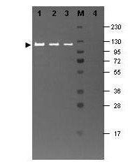 Beta galactosidase antibody (FITC)