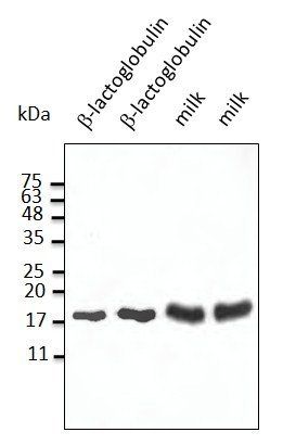 Anti-beta-Lactoglobulin