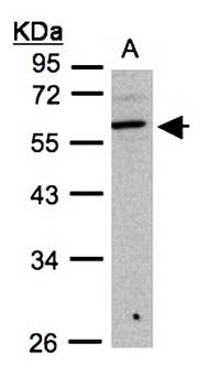 beta3Gn-T3 antibody