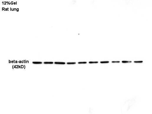 beta Actin antibody