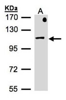 beta-Adaptin antibody