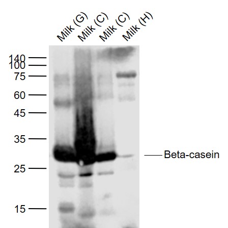 Beta casein antibody