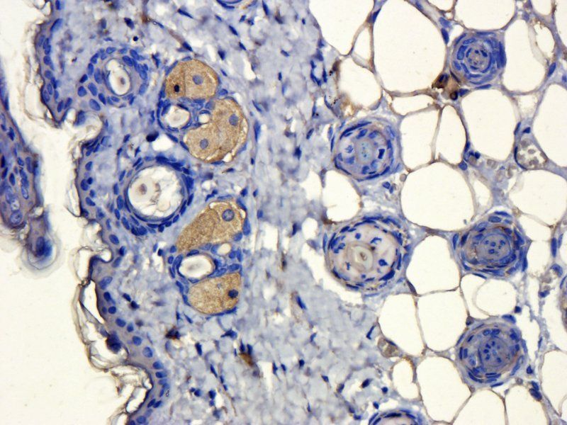 alpha MSH Rabbit Polyclonal Antibody