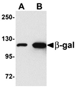 beta-Galactosidase Antibody