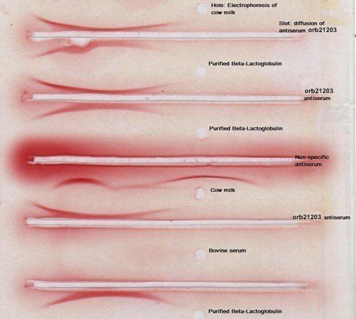 Rabbit anti Bovine beta lactoglobulin