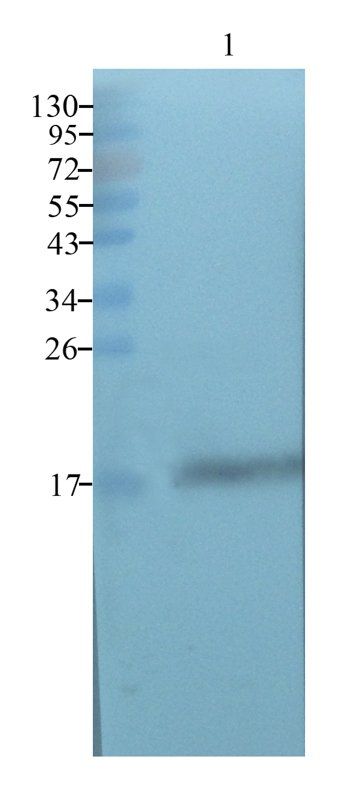 beta Lactoglobulin antibody