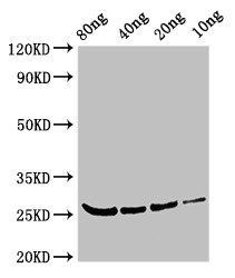 BETV4 Antibody