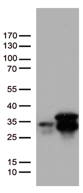 BEX2 Antibody