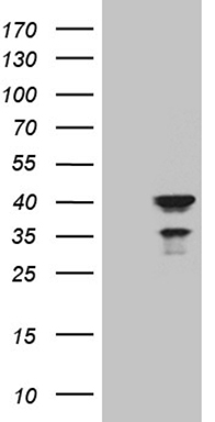 BEX2 antibody