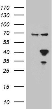 BEX2 antibody