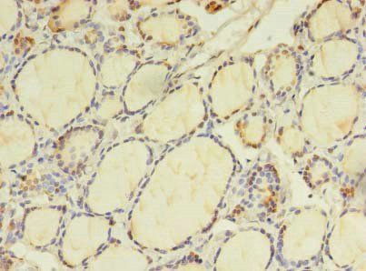 BEX2 Antibody