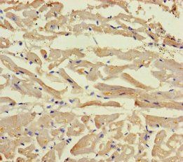 BEX5 Antibody