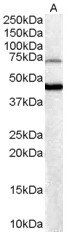 Goat anti-FOXG1 / BF2 Antibody