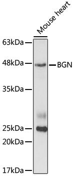 BGN antibody