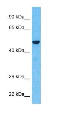 BHE41 antibody
