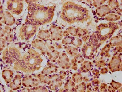 BHLHA15 Antibody