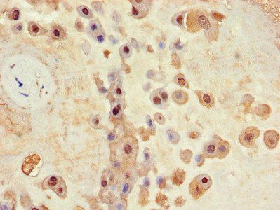 BHLHE40 Antibody