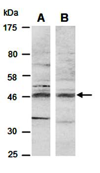 BHLHE40 antibody