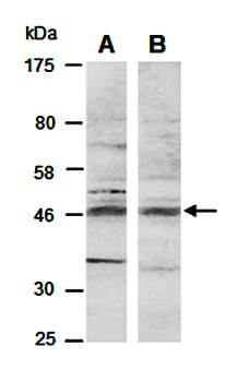 BHLHE40 antibody